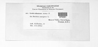Uredo rubescens image